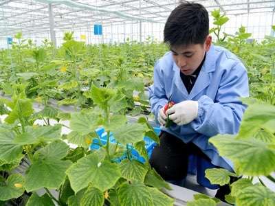 農(nóng)業(yè)生產(chǎn)實現(xiàn)物聯(lián)網(wǎng)化有什么好處？