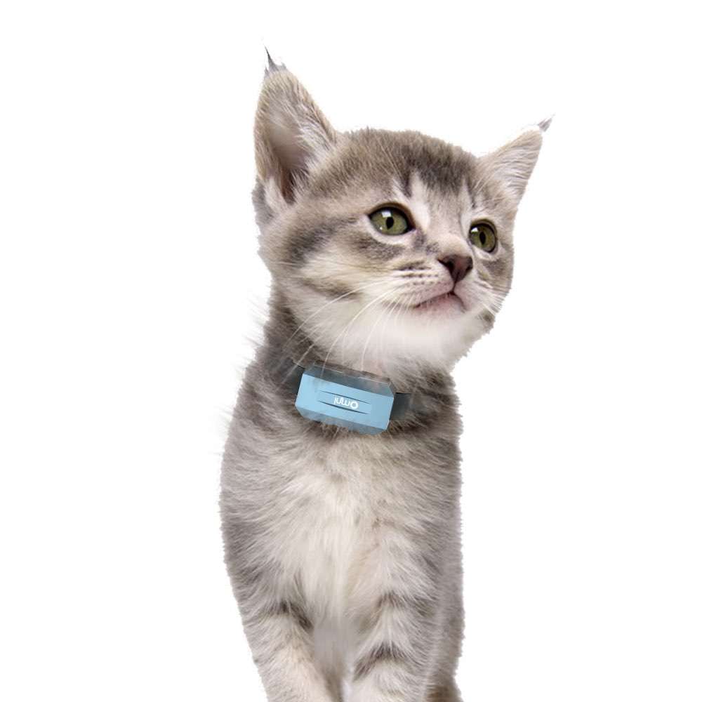 寵物定位器是如何保護寵物的